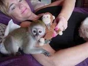красивого ребенка капуцин обезьян готовы