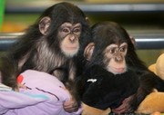 Очаровательная младенцев шимпанзе для принятия.